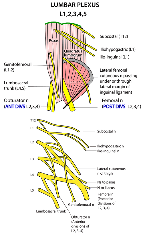 Instant Anatomy - Abdomen - Nerves - Lumbar plexus ... diagram of lower extremity nerves 