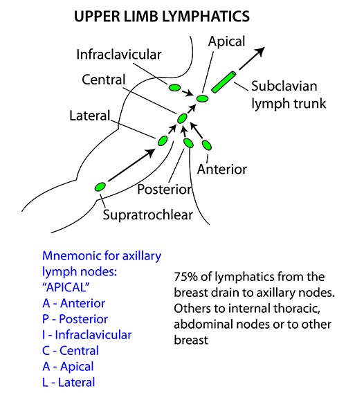 Instant Anatomy Upper Limb Vessels Lymphatics Axillary Nodes
