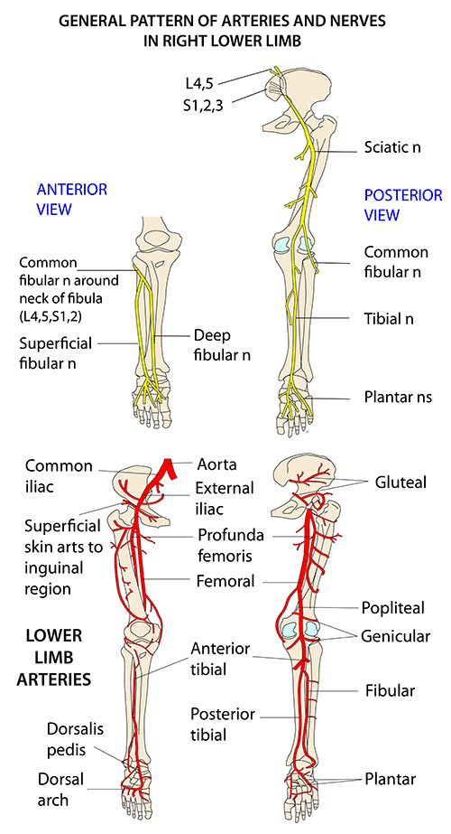 Instant Anatomy - Lower Limb - Nerves - General patterns