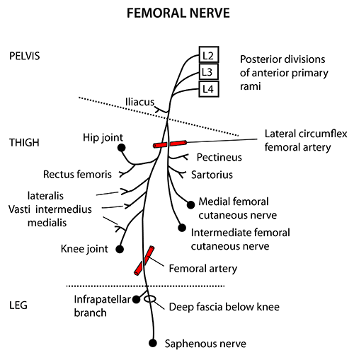 Instant Anatomy - Lower Limb - Nerves - Femoral