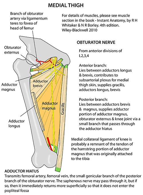 Instant Anatomy - Lower Limb - Muscles - Femur