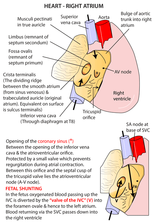 Instant Anatomy - Thorax - Areas/Organs - Heart - Right Atrium