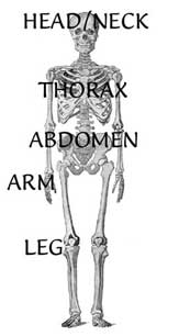 "Instant Anatomy" icon