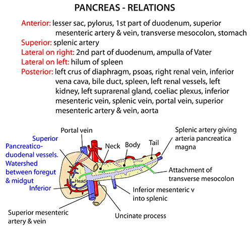 Instant Anatomy - Abdomen - Areas/Organs - Pancreas ... diagram of lymph nodes head 