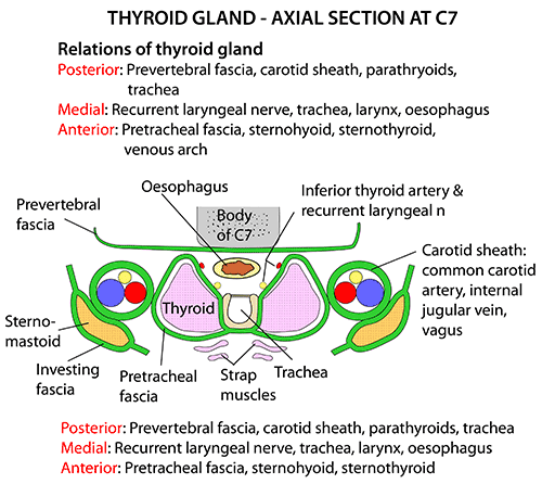 Instant Anatomy - Head and Neck - Areas/Organs - Thyroid gland - Axial