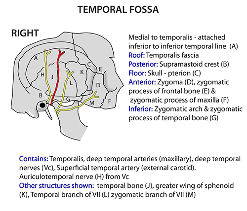 Image result for temporal fossa boundaries and contents