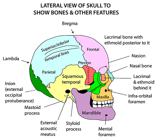 Instant Anatomy - Head and Neck - Areas/Organs - Skull - Lateral view