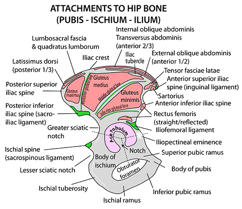 Instant Anatomy - Lower Limb - Muscles - Hip bone