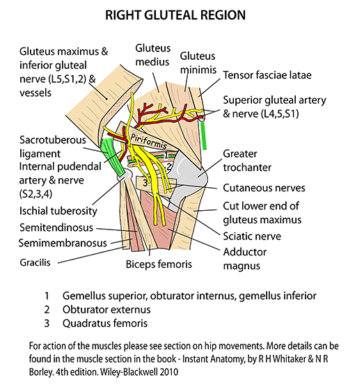 Instant Anatomy Lower Limb Areas Organs Gluteal buttocks 