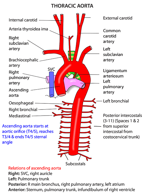 Instant Anatomy - Thorax - Vessels - Arteries - Descending aorta